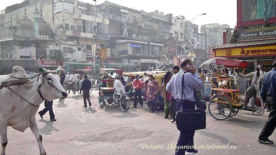 коровы, люди, рикши на улице в центре Дели, Индия