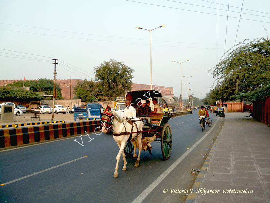 Туристическая повозка с лошадью в городе Агра, Индия