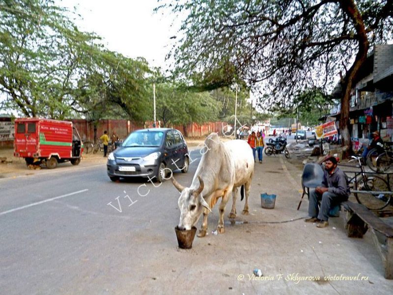 корова, улица в городе Агра, Индия