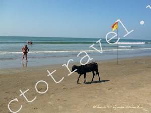 фото-пляж, море, корова, Арамболь, Гоа, Индия