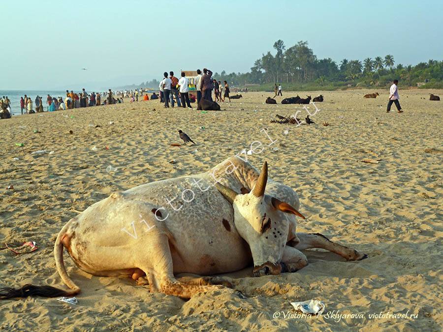 корова, пляж, Гокарна, Индия