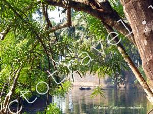 речка, канал, корова плывёт, природа, деревья, Гокарна, Индия