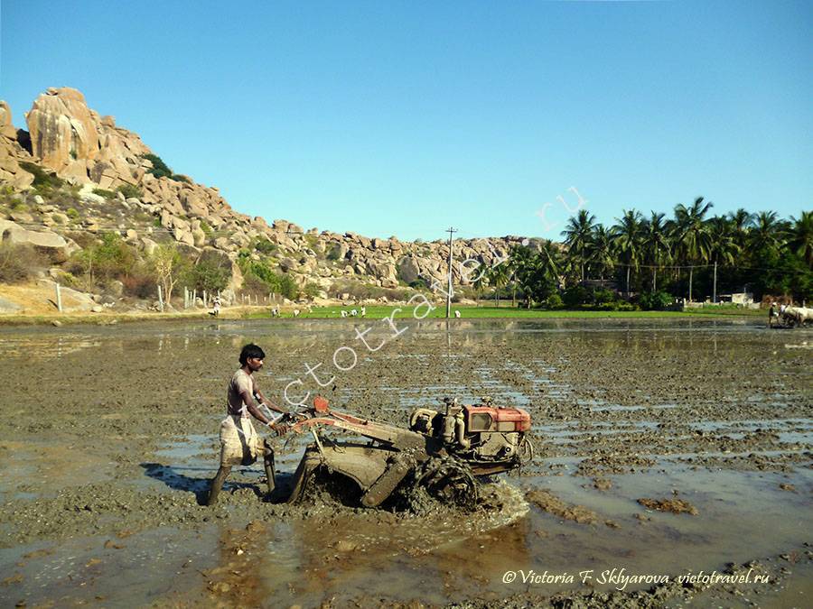 подготовка рисового поля, Хампи, Индия