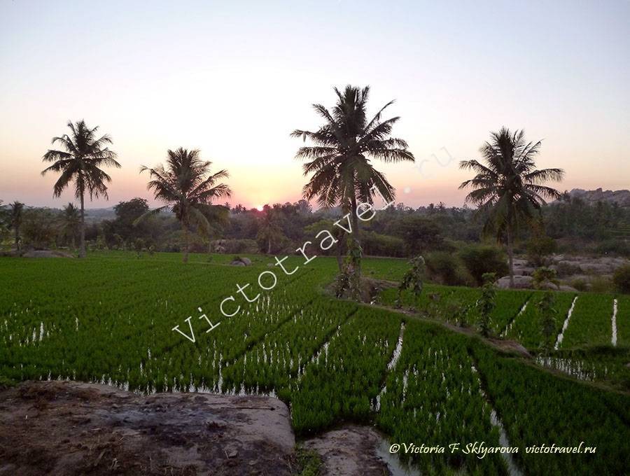 рисовое поле, закат, Хампи, Индия