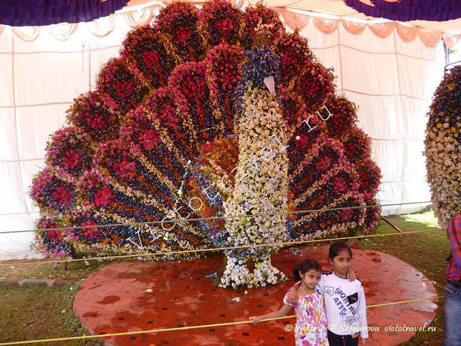 композиция из цветов, павлин, Бангалор, Индия