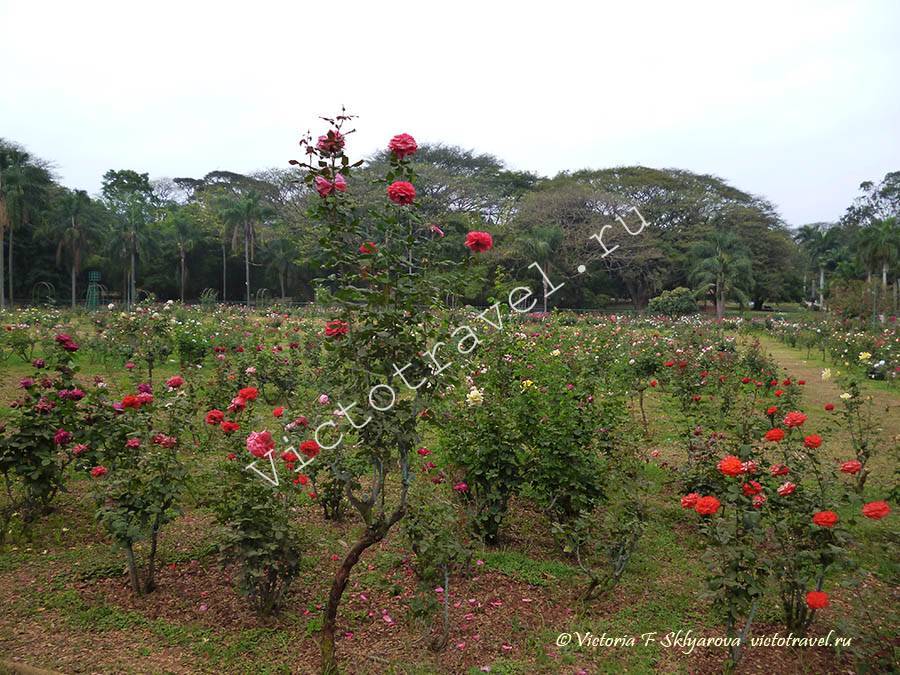 розарий, Ботанический сад, Бангалор, Индия 