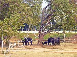 слоны Дворца Махараджи, Майсур, ИИндия