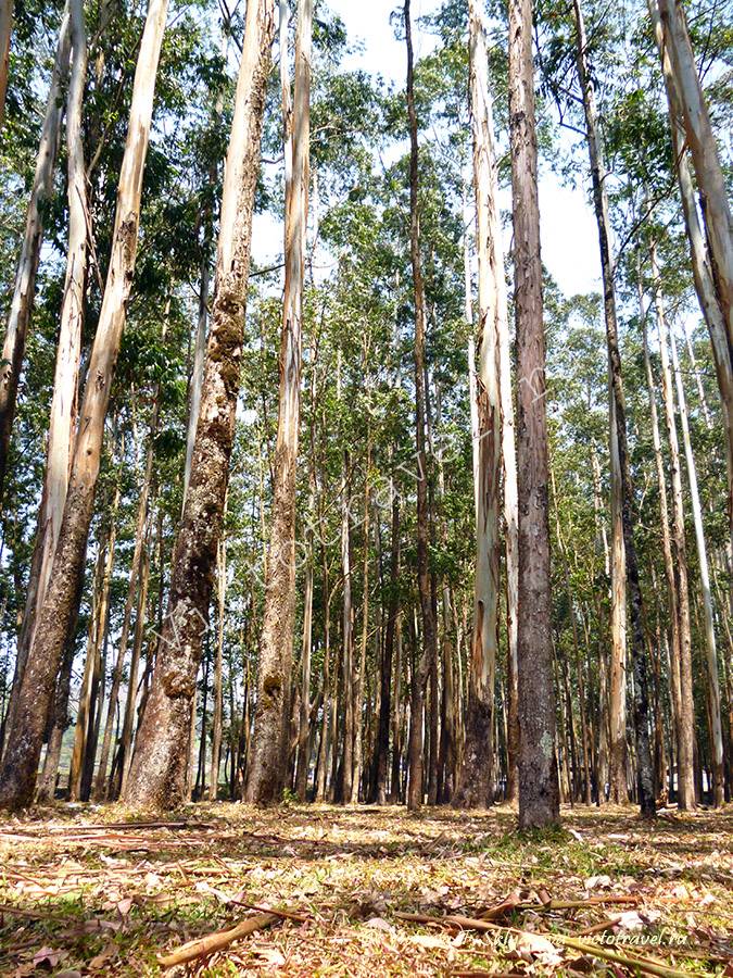 Эвкалиптовый лес, Муннар, Керала, Индия