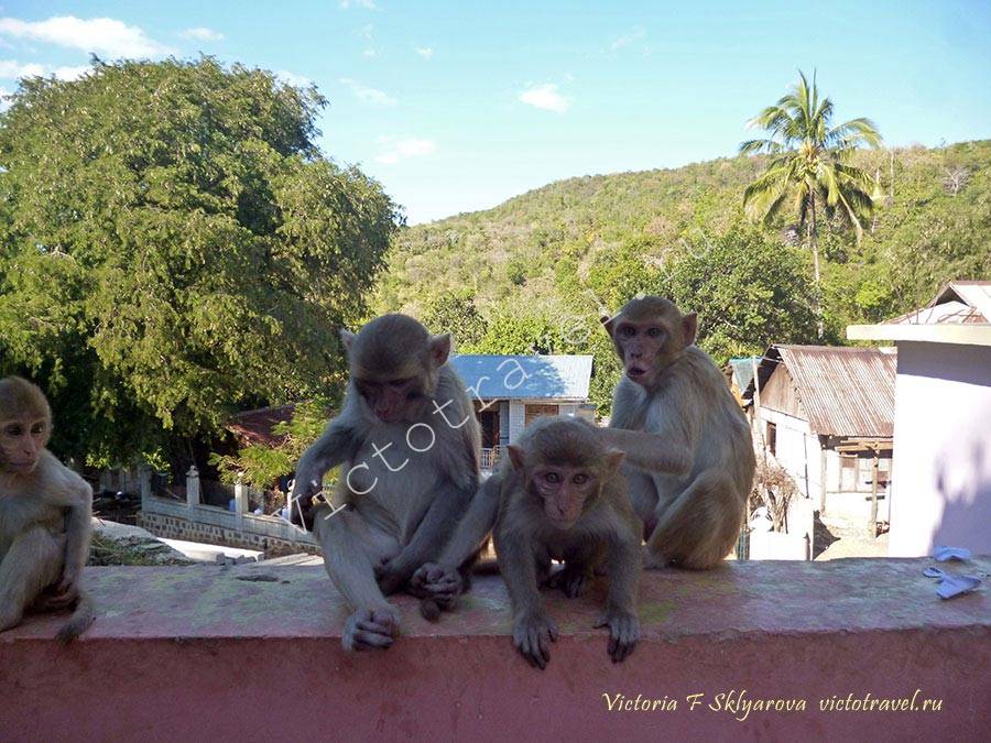 обезьяны у храма на горе Попа, Мьянма-Mt-Popa39