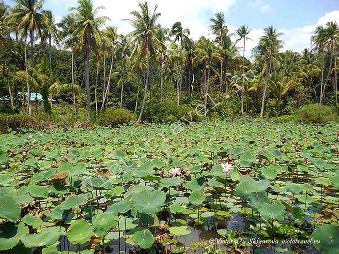 озеро, лотосы, пальмы на острове Пулау Убин в Сингапуре, Singapore16s