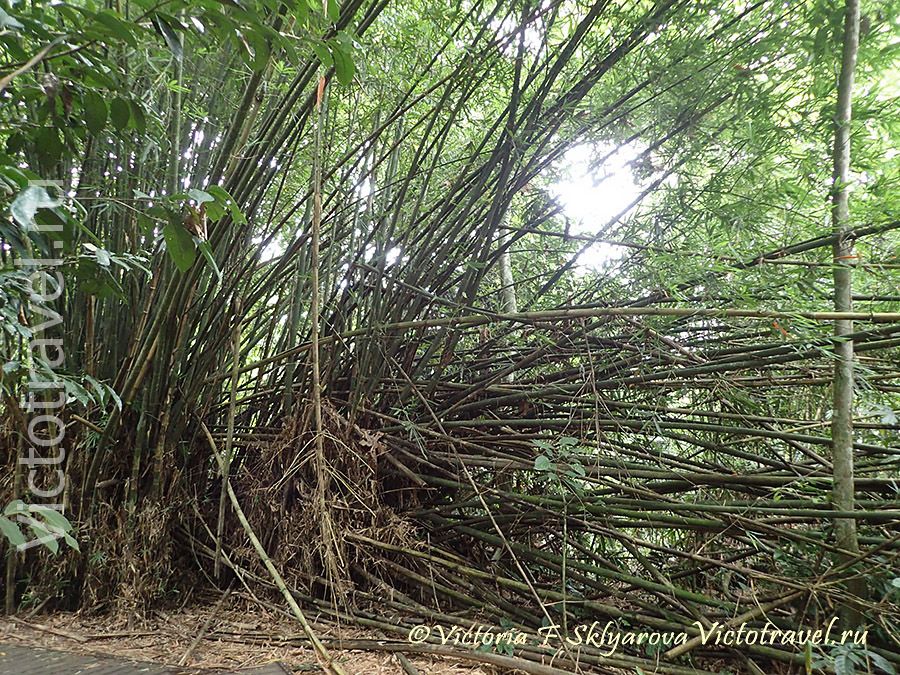 бамбук,природа, нацпаркТаман Негара, Малайзия