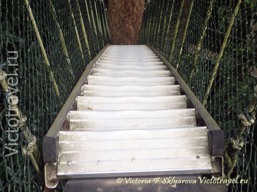лестница подвесного мостика в нац парке Таман Негара, Малайзия