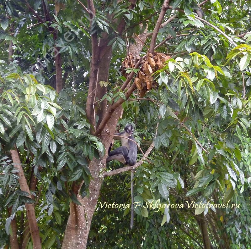 обезьяна, дерево, Tomas Leaf monkey, Tomas's Langur