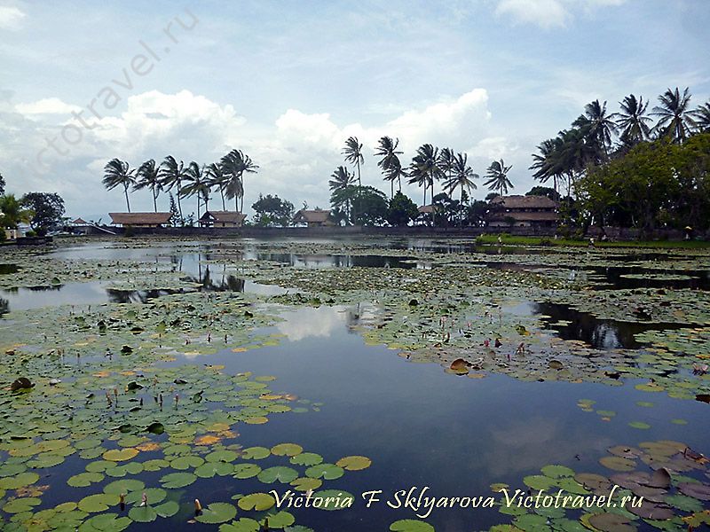 озеро, лилии, в Чадидаза, Бали, Индонезия