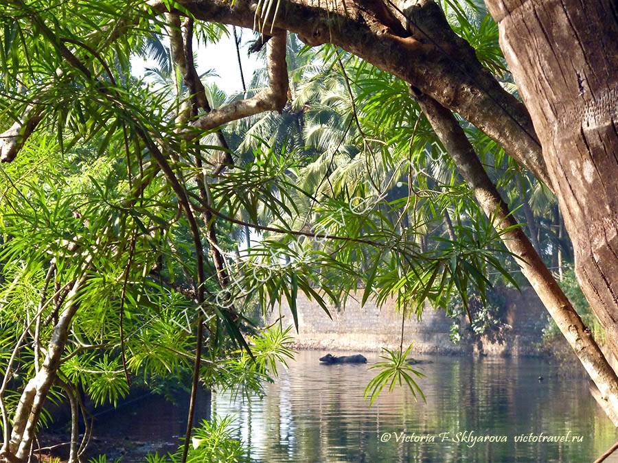 река, канал в Гокарне, Индия