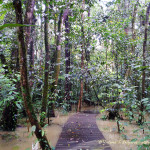Гунунг Мулу-национальный парк, Борнео, Малайзия
