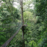 Гунунг Мулу-национальный парк, Борнео, Малайзия