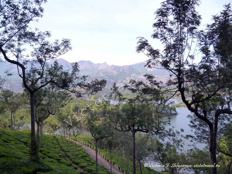 Чайные плантации в Муннар, Индия