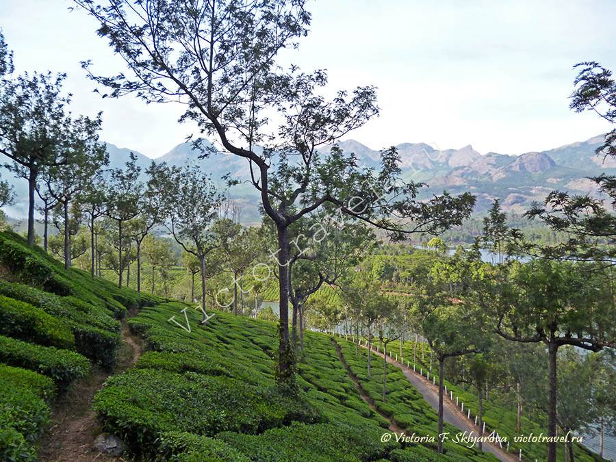 Чайные плантации в Муннар, Индия