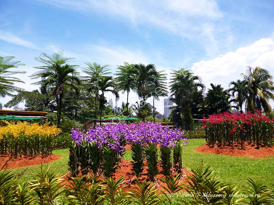 Цветы, Сад орхидей, Куала Лумпур, Малайзия