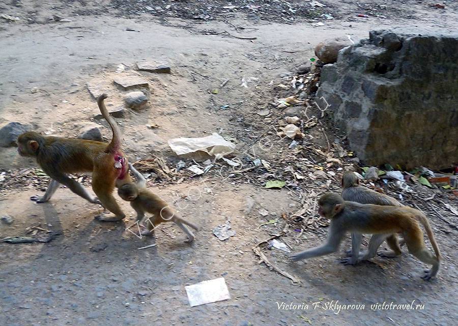 семья обезьян, гора Поупа, Мьянма