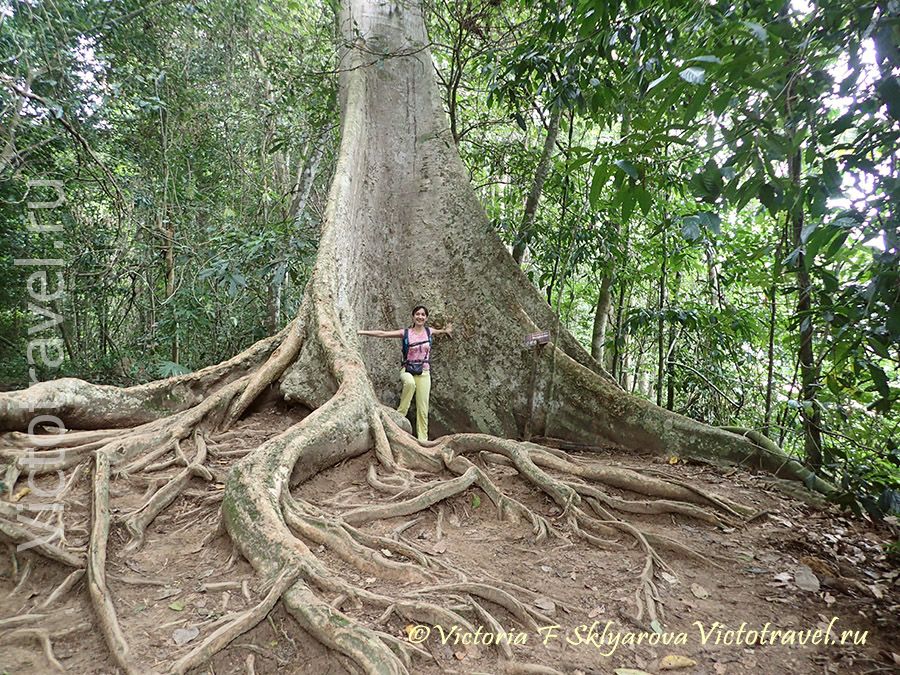 дерево, природа, дождевой лес, Таман Негара, малайзия